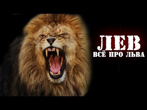 На что СПОСОБЕН ЛЕВ !? Насколько Силён ЦАРЬ ЗВЕРЕЙ ? ЛЕВ !