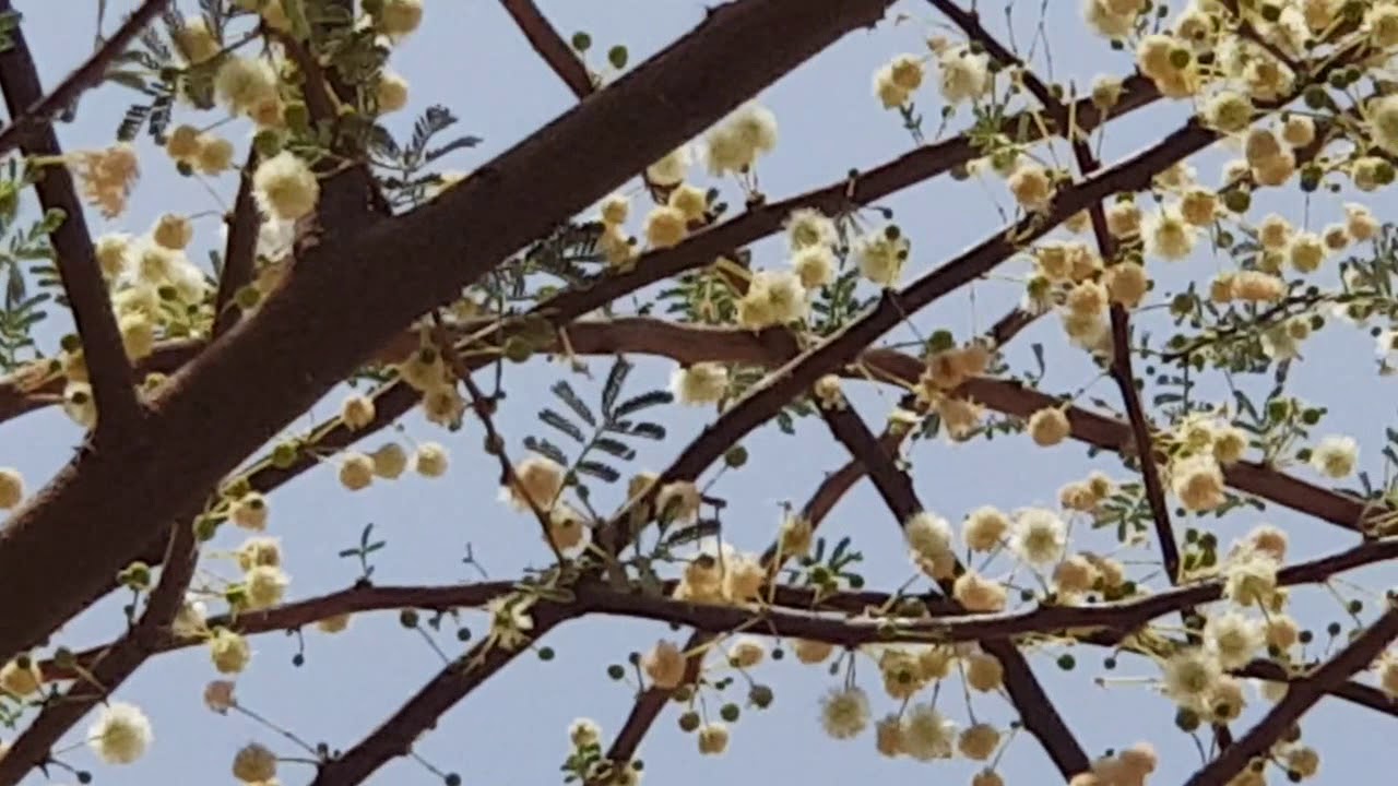 الطلح الإفريقي اكاسيا رديانا أزهار مدهش في نهاية السمرة