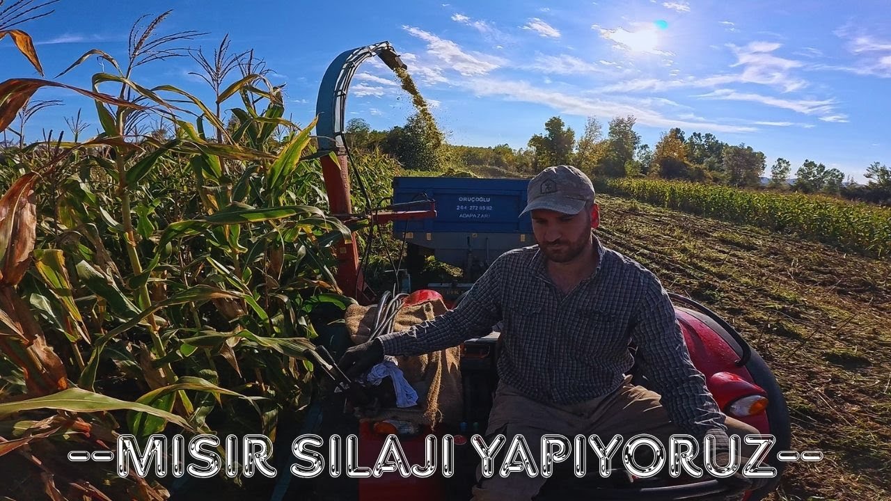 İNEKLERE KIŞLIK MISIR SILAJI YAPIYORUZ / GÖMME VE ÇUVAL SILAJ NASIL YAPILIR ?