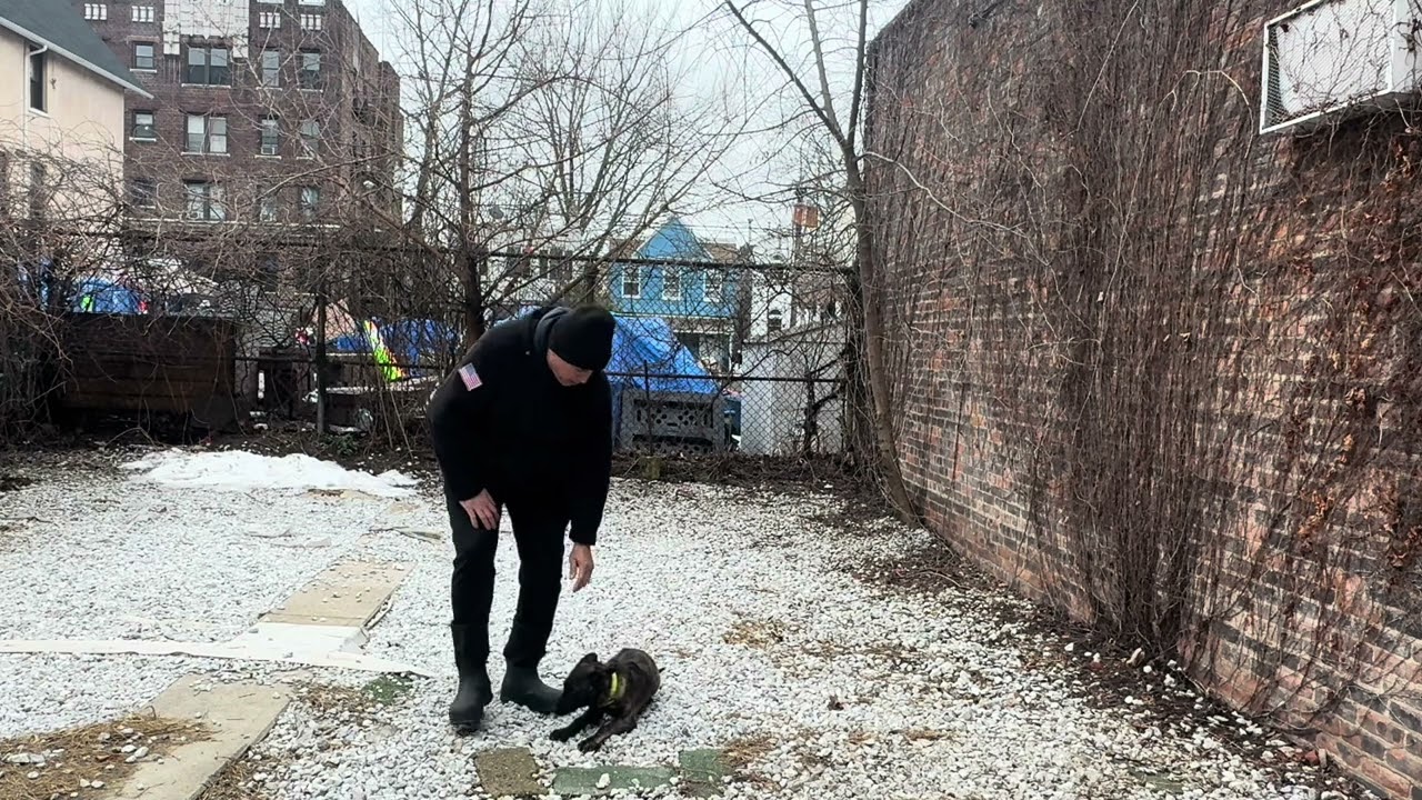 Rosa’s K-9 Training (Dutch Shepherd Puppy Advance Obedience)