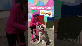 Когда отпускать с поводка 🐶🤬 #собака #собаки #dog #dogdance #дрессировка #кинолог #злаясобака