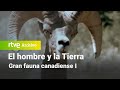 El hombre y la tierra: Capítulo 117 - Gran fauna canadiense I | RTVE Archivo