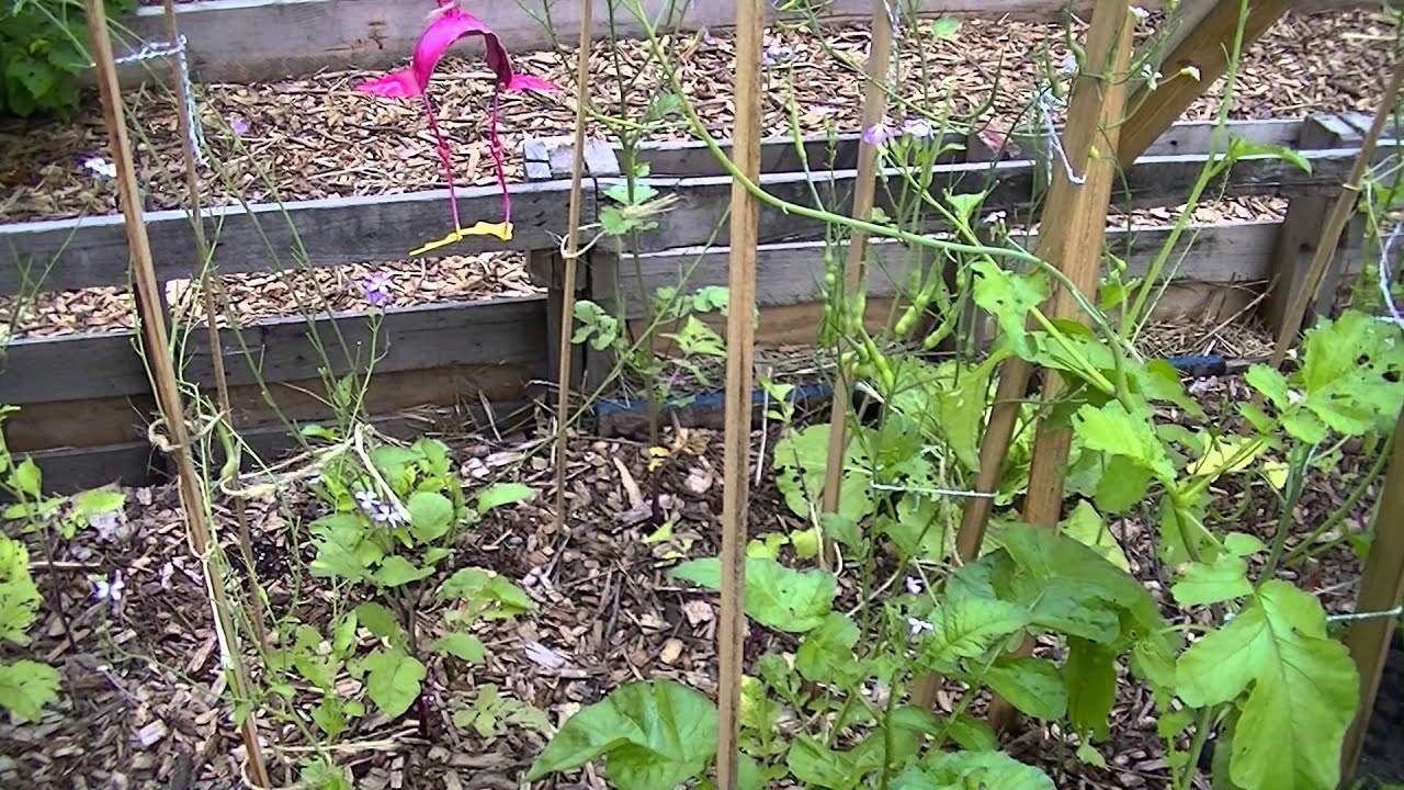 Rat tail radish plant