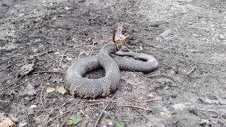 Snake Road 2023 Spring Migration - Hiking Up in the Bluffs by CheesyCheetah 762 views 1 year ago 17 minutes