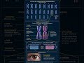Gene and Allele