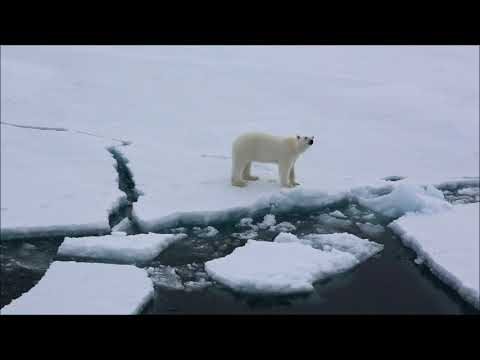 Видео: Белые медведи осаждают русские острова