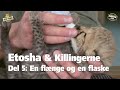 Etosha & Killingerne - Del 5: En flænge og en flaske