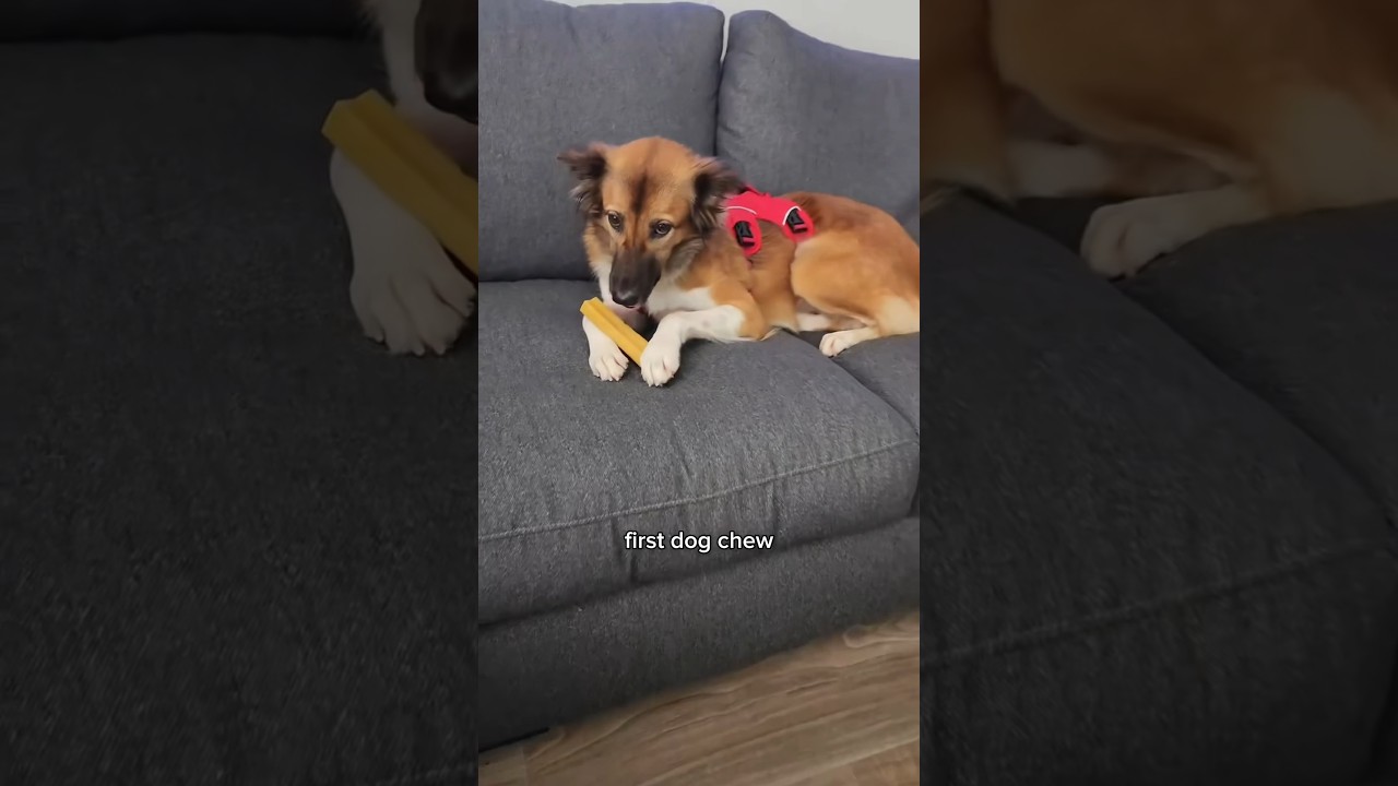 Boon’s journey from recovery to her forever home is pure joy! ❤️