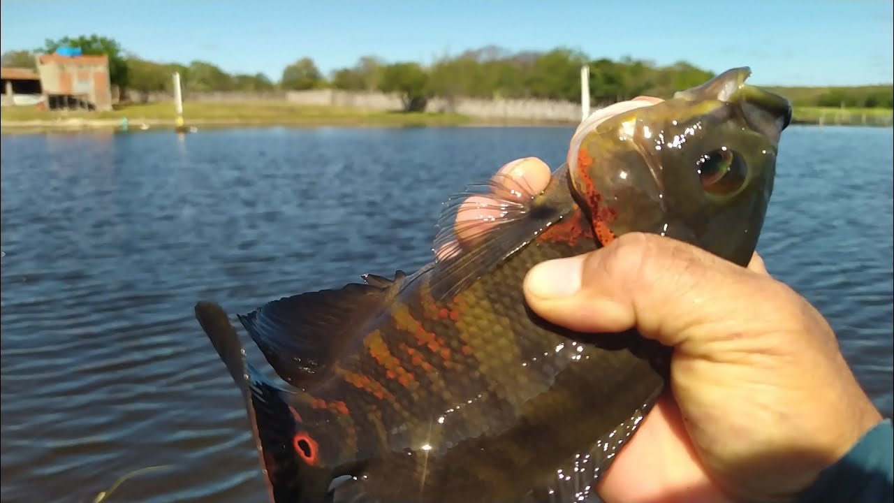 Pescaria de corro baiano no sítio Cristo Redentor @pescadoresdetrairas 