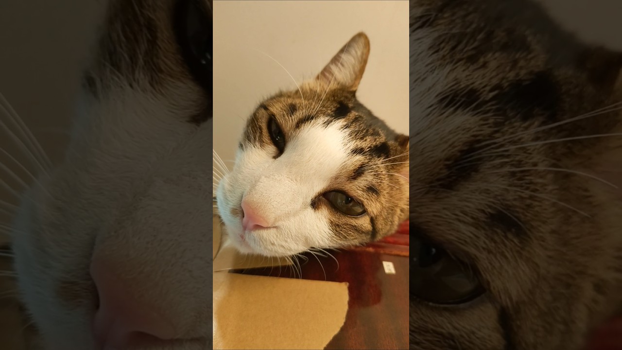ねこ ショート パート4719 - YouTube