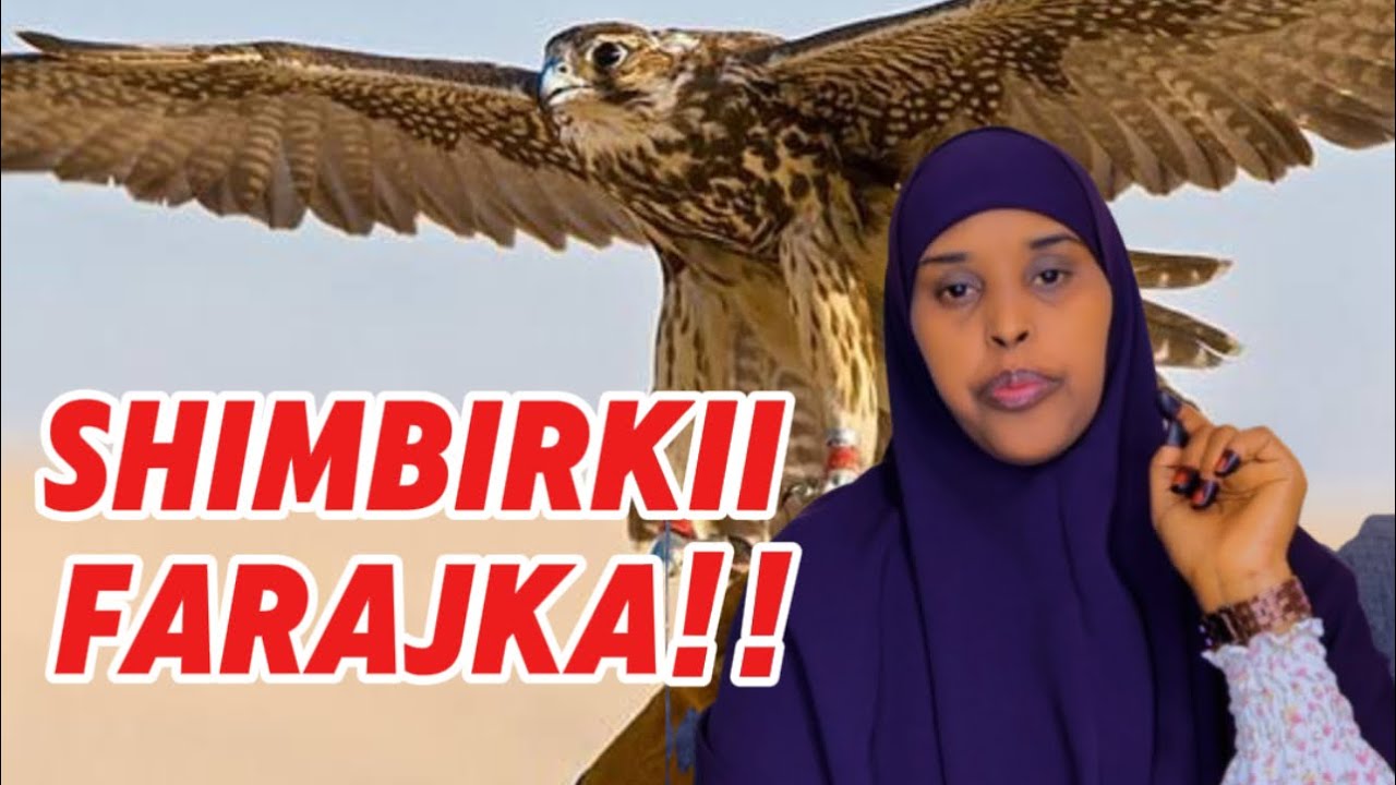 SHIMBIRKII FARAJKA!!@sawdamqaalib