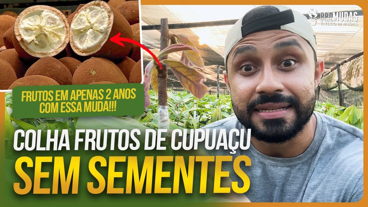 COLHA FRUTOS DE CUPUAÇU SEM SEMENTE EM POUCO TEMPO! | Enxertia no Cupuaçu