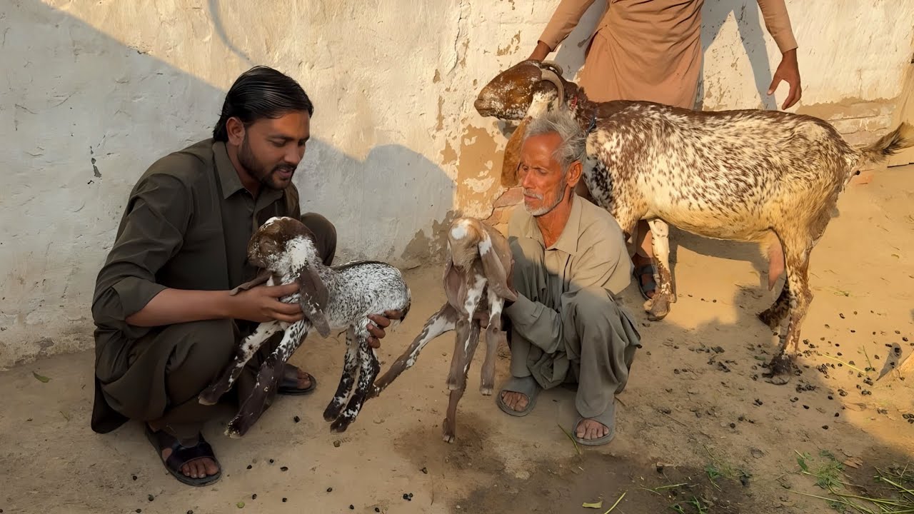 Mashallah! Hisse (Aadh) Wali Bakri Ne Diya Bara Surprise – Do Bacche Agaye! 😍