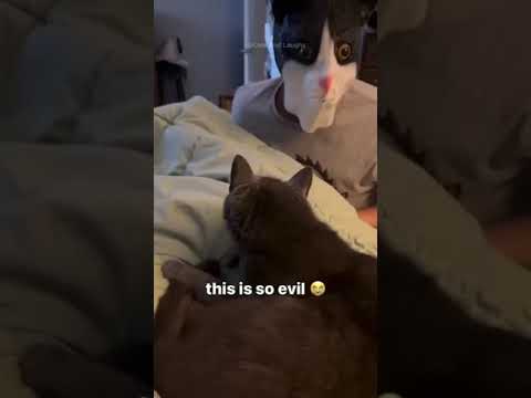 Funny cats #episode 4