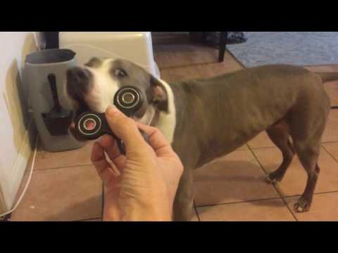 因縁の対決 最近流行りのハンドスピナーvs犬の動画6選 Fundo