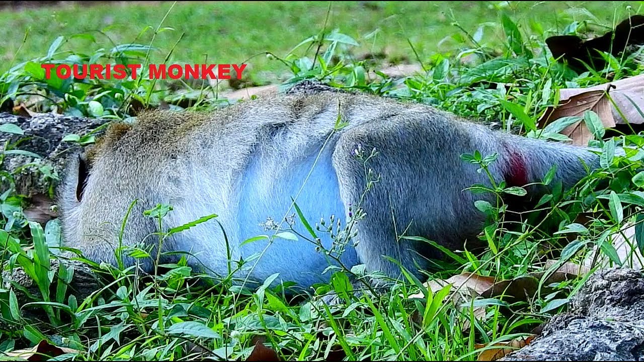 New update Monkey Jane, The activities Jane nearly give birth, Seem Jane will give birth tonight