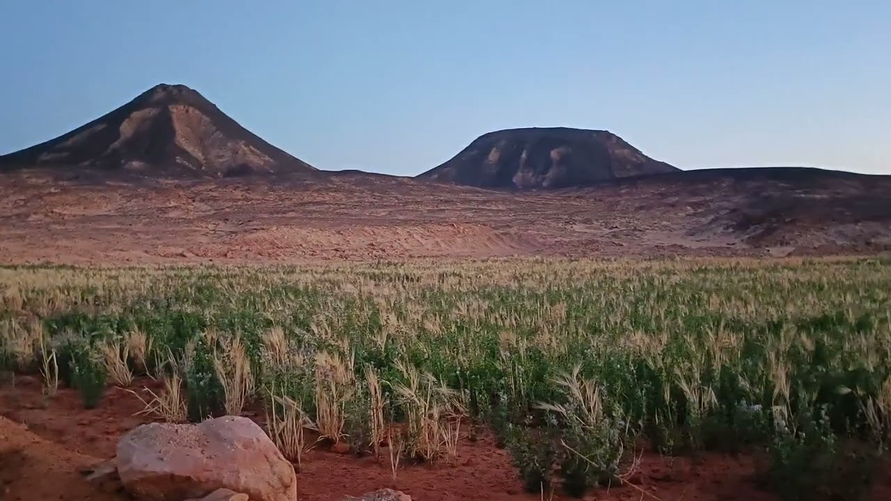 البرسيم الحجازي في الواحات البحريه