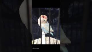 lovebird albino ngekek panjang