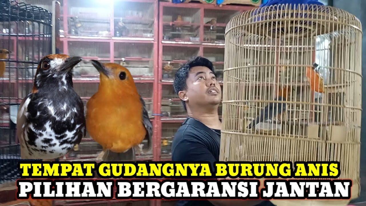 VIRAL GUDANGNYA BURUNG ANIS!!UPDATE HARGA BURUNG DIKIOS NYX BIRD/RAJA TELER PASAR BURUNG PRAMUKA