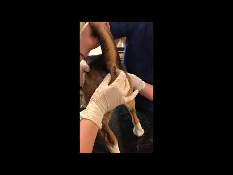 Video: Hvordan man opbygger et tag på en Chain Link Hund Kennel