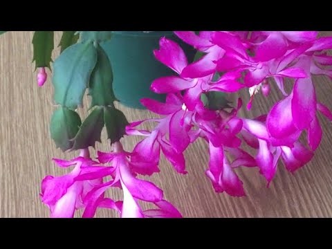 Видео: Стайни растения. Грижи за декабрист през есента и зимата