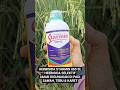 Herbisida STARMIN 865 SL Herbisida/Racun Gulma yang aman du gunakan di sela-sela padi, Tebu &amp; Karet