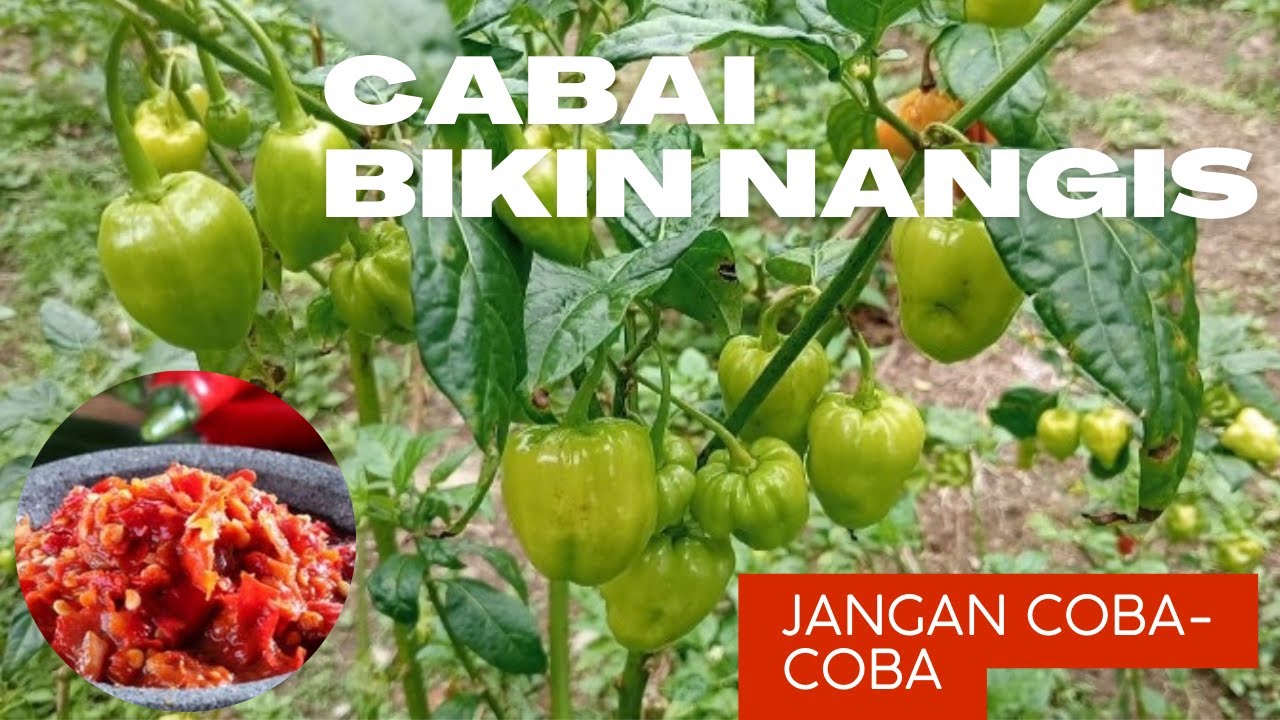 Cabai Terpedas Dunia : Lada Katokkon Asal Toraja