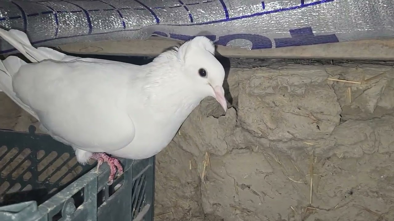 Белые чубатий голубие. Селекция. Летние- бойние. Джизак Узбекистан. Pigeons. Tauben.