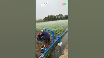 [Thapxann] Hệ thống tưới tự động | Tưới phun mưa cho rau màu #thapxanh