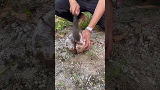 🔥 Breaking Open a Coconut Revealed Something Shocking! 😱🥥 #Shorts