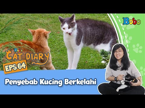 Kucing Lucu - Kenapa Kucing Sering Berkelahi? - Bobo Cat Diary Eps 64