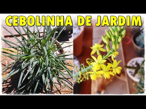 Vídeo: Cuidados com Bulbine - Dicas para Cultivar Flores Bulbine