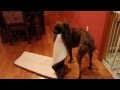 Brock the Boxer Dog: PRANCING When Excited!
