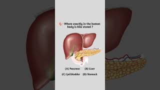 Human Body Bile Stored | The Pharmacy MCQ | Pharmacist Student | pharmacy mcq shorts gk