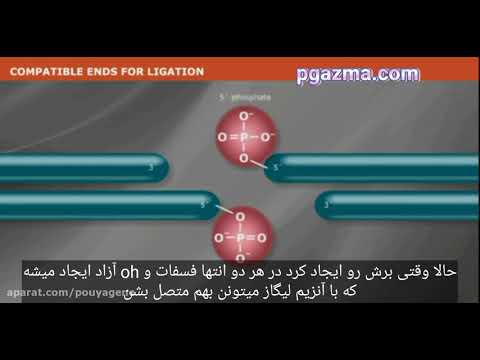 تصویری: چرا برش پلاسمید و DNA انسان با آنزیم محدودکننده یکسان مهم است؟