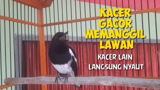 SUARA KACER MEMANGGIL LAWAN || KACER BAHAN KACER TROTOL LANGSUNG NYAUT