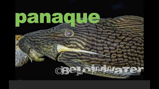 ROYAL PLECOS ! Collecting and keeping Panaque armbrusteri from the Rio Araguaia, Brazil.