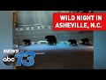 Bear family walks in downtown asheville north carolina