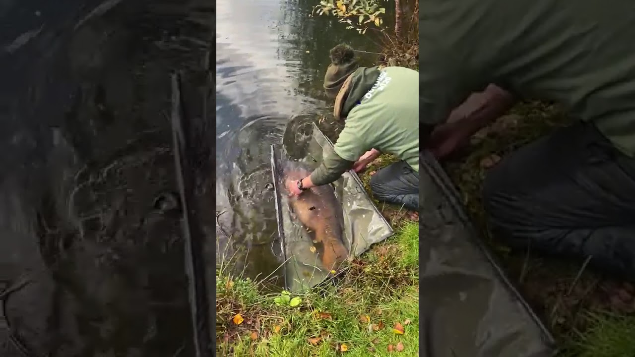 Carp fishing France at Carpquarry Returning a 56 lb 6 oz Mirror carp
