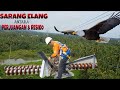 MENURUNKAN SARANG BURUNG ELANG DI SUTT 150 KV