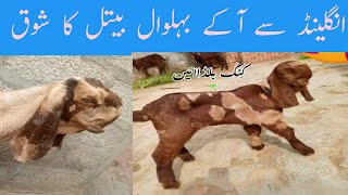 pothwari beetal Goats || بہت قیمتی بکریاں||goat |bakri || goat farming in Pakistan