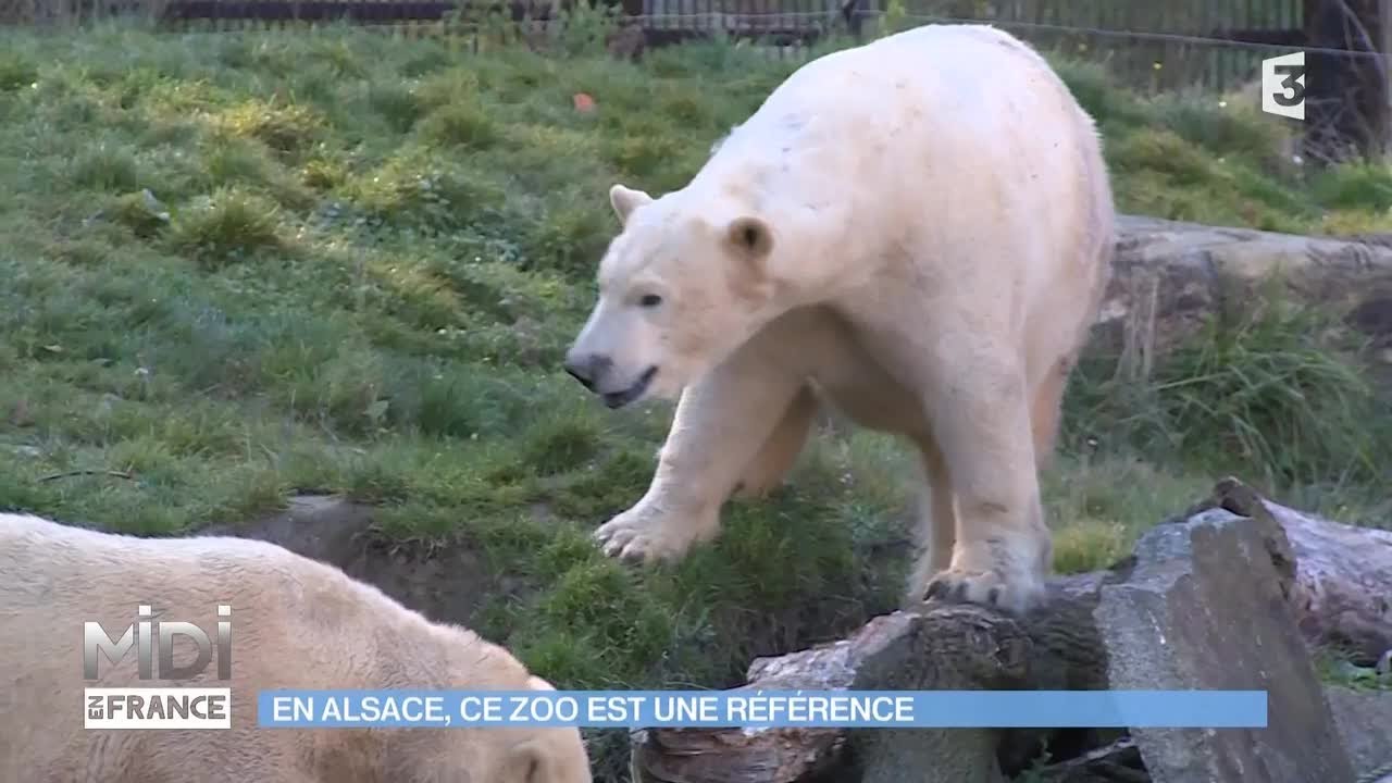 ANIMAUX & NATURE : En Alsace, ce zoo est une référence