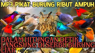 MP3 PIKAT BURUNG HITUNGAN DETIK SEMUA BURUNG LANGSUNG NGUMPUL