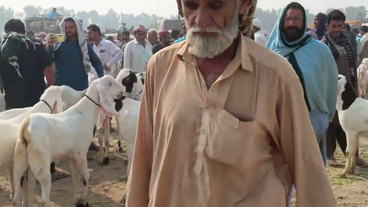 9مارچ 2026 محمدپور کی منڈی خسی بڑے بکرے اجمل گوٹ فارم ڈیرہ غازی خان 03481672821