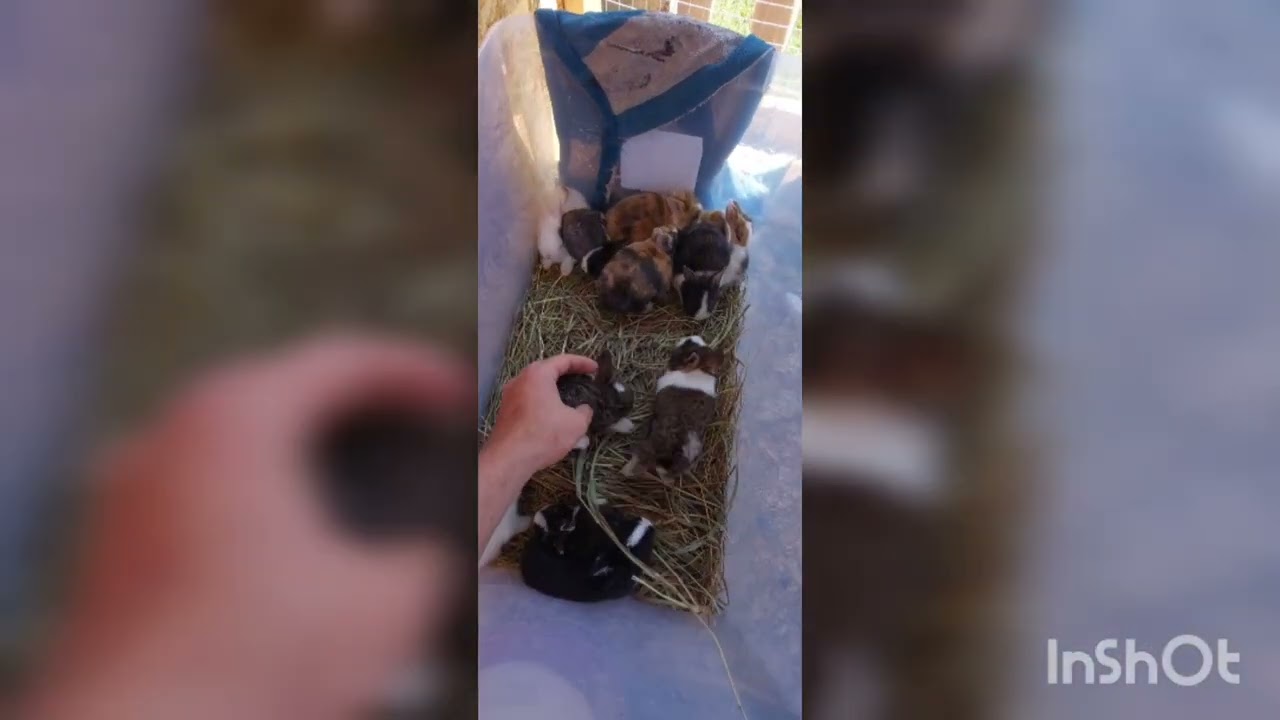 inner-city mini farm part 7