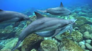 Дельфины поют