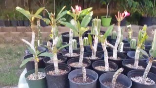 Plumeria San Pedro Cactus Dragon Fruit and Peruvian Apple Cactus Updates