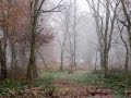 Photography Technique: Mist in the Woods