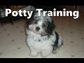 How To Potty Train An Ocherese Puppy - Ocherese House Training Tips - Housebreaking Ocherese Puppies How To Potty Train An Ocherese Puppy - Ocherese House Training Tips - Housebreaking Ocherese Puppies