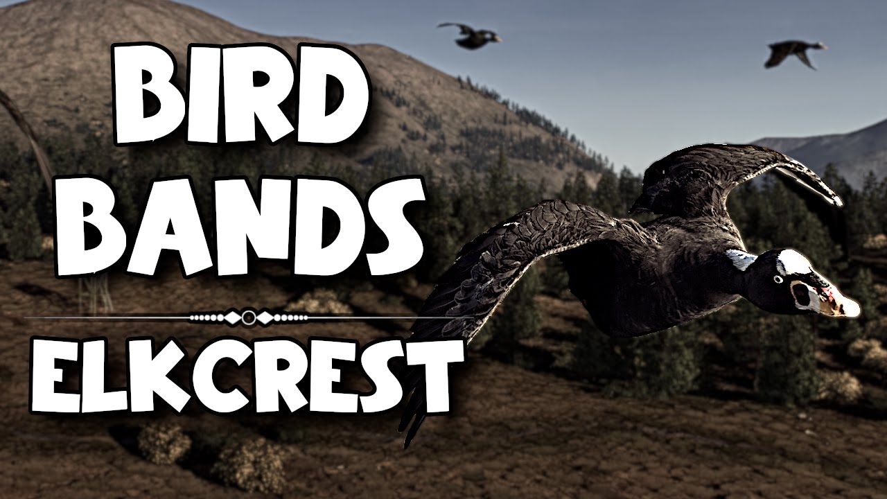 Миссия по кольцеванию птиц | Остров Элккрест Мела Лось